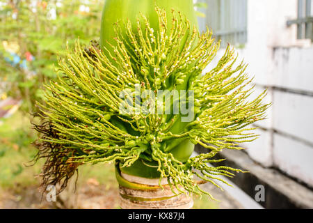 Photo de bud, adonidia merrillii de palm Banque D'Images