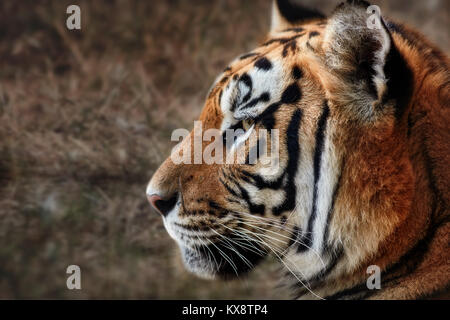 Tiger, portrait d'un tigre Banque D'Images