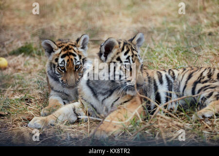 Jouant des tigres. jeune tigre Banque D'Images