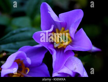 Macro - vue rapprochée de la couleur pourpre - bovitiya Osbeckia octandra flower- vu dans une forêt à Matale, Sri Lanka Banque D'Images