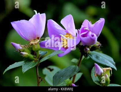 Macro - vue rapprochée de la couleur pourpre - bovitiya Osbeckia octandra flower- vu dans une forêt à Matale, Sri Lanka Banque D'Images