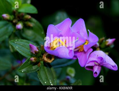 Macro - vue rapprochée de la couleur pourpre - bovitiya Osbeckia octandra flower- vu dans une forêt à Matale, Sri Lanka Banque D'Images