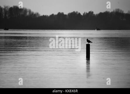 Une mouette solitaire assis et reposant sur un poteau en bois dans un immense lac avec une forêt et des petits bateaux dans l'arrière-plan en noir et blanc Banque D'Images