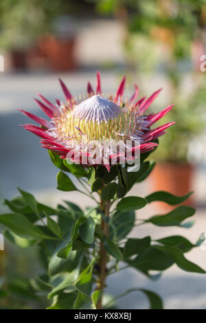 King Protea : belle photo:Protea Flower Close-up. Banque D'Images