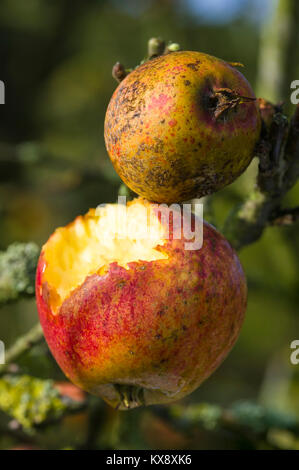 Déjà une alimentation naturelle pour la faune. Les pommes à gauche sur un arbre en hiver en partie mangée par les oiseaux sauvages en UK Banque D'Images