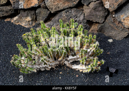 Euphorbia barnardii, jardin de cactus, Guatiza, Lanzarote, îles Canaries, Espagne. Banque D'Images