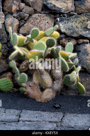 Opuntia leucotricha, jardin de cactus, Guatiza, Lanzarote, îles Canaries, Espagne. Banque D'Images