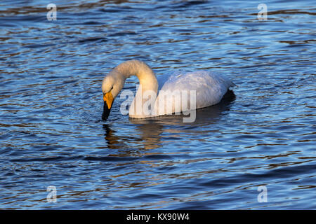 Cygne chanteur. Photographié en janvier dans la région de Nesttun lake, Bergen, Norvège Banque D'Images