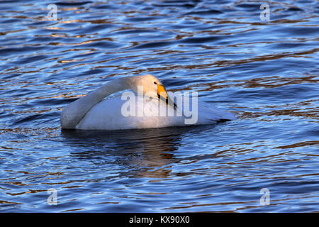 Cygne chanteur. Photographié en janvier dans la région de Nesttun lake, Bergen, Norvège Banque D'Images