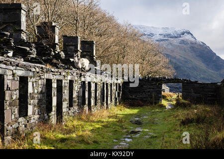 Chèvre sauvage sur les ruines de la caserne d'Anglesey carriers's Cottages en Dinorwig ardoise sur Elidir Fawr à Dinorwic Caernarfon Gwynedd au Pays de Galles Snowdonia UK Banque D'Images