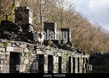 Chèvre sauvage sur les ruines des cottages d'Anglesey Barracks quarrymen dans la carrière d'ardoise de Dinorwig dans le parc national de Snowdonia Dinorwic Gwynedd Pays de Galles Royaume-Uni Banque D'Images