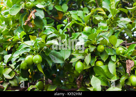 Close-up d'un citron vert avec les citrons dans les Asturies, Espagne Banque D'Images