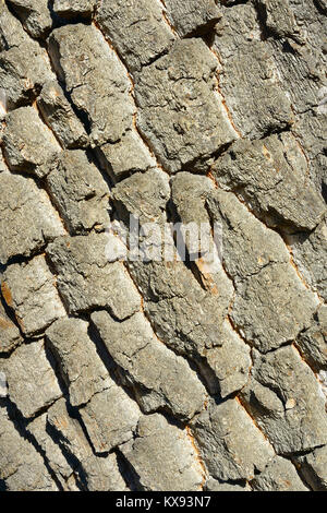 Vieille écorce d'arbre. La texture en bois. Fond naturel. Banque D'Images