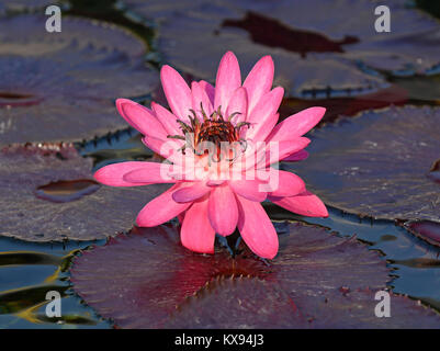 Fleur de Lotus dans Lotus Pond est souvent le symbole de pureté dans de nombreuses religions, Temple bouddhiste à Hong Kong, Chine Banque D'Images