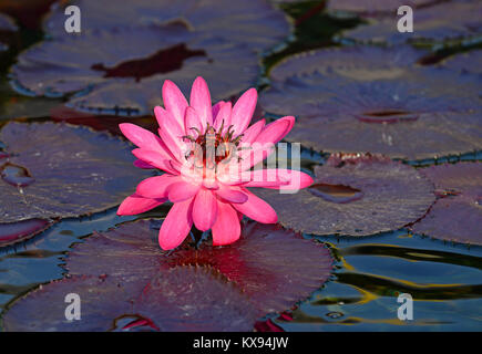 Fleur de Lotus dans Lotus Pond est souvent le symbole de pureté dans de nombreuses religions, Temple bouddhiste à Hong Kong, Chine Banque D'Images