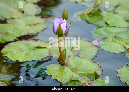 Fleur de Lotus dans Lotus Pond est souvent le symbole de pureté dans de nombreuses religions, Temple bouddhiste à Hong Kong, Chine Banque D'Images