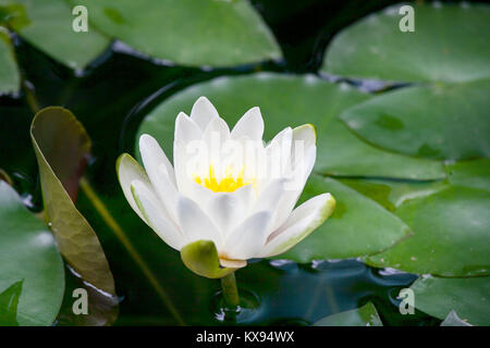 Vert feuilles de Lotus Banque D'Images