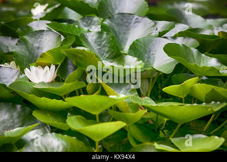 Vert feuilles de Lotus Banque D'Images