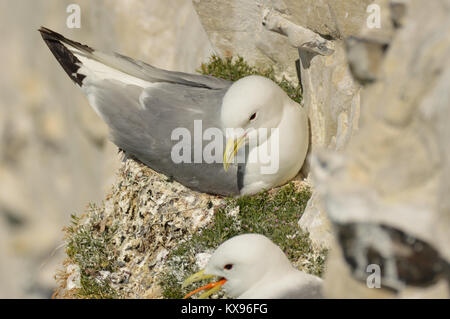 Les Mouettes tridactyles nichent sur une falaise Banque D'Images