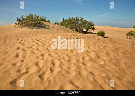 NC01228-00...CAROLINE DU NORD - dunes de sable avec des modèles créés par les pieds et le vent à Jockey's Ridge State Park sur l'Outer Banks dans NagsHead. Banque D'Images