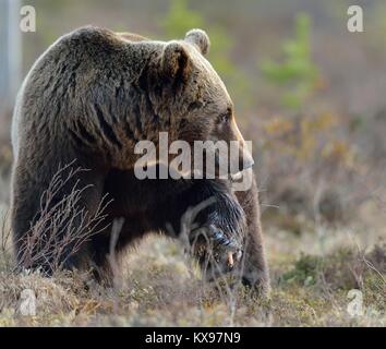 Close-up Portrait of young Brown Bear (Ursus arctos) sur un marais dans la forêt au printemps Banque D'Images