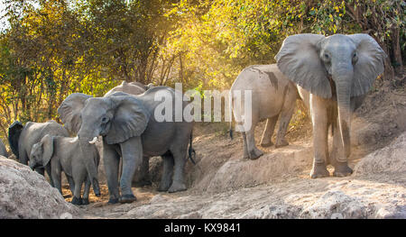 La brousse africaine éléphants (Loxodonta africana). Coucher du soleil la lumière. La Zambie Banque D'Images