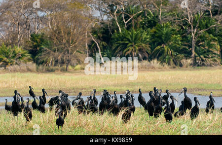 Cigogne à bec ouvert d'Afrique (Anastomus lamelligerus) Banque D'Images