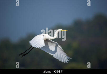 Aigrette oiseau en vol dans le ciel tropical Banque D'Images