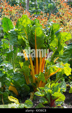 L'accent sur la variété d'orange vient de carde ou Silverbeet poussant dans un jardin potager. Banque D'Images