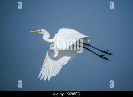Aigrette oiseau voler à travers le ciel bleu Banque D'Images