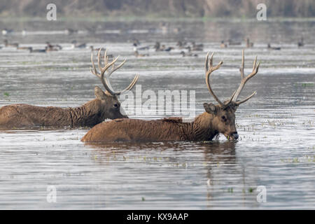 Le barasingha (Rucervus duvaucelii) aka Swamp Deer est vulnérable espèces présentes dans le Parc national Dudhwa dans l'Uttar Pradesh, Inde. Banque D'Images