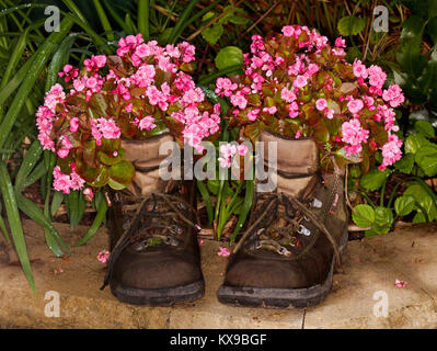 Fleurs roses de bégonias literie plus en paire de bottes en cuir recyclé Banque D'Images