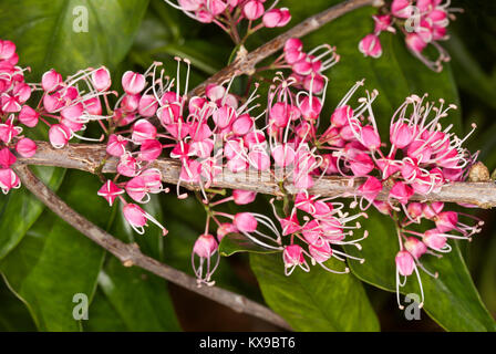 Des grappes de fleurs rose vif de corkwood australiennes indigènes arbre, Evodiella muelleri / Melicope rubra contre l'arrière-plan de feuilles vertes Banque D'Images