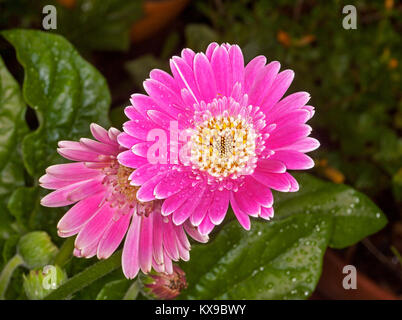 Fleur rose vif et des feuilles vertes, Gerbera Garvinea série sucré sur fond sombre Banque D'Images