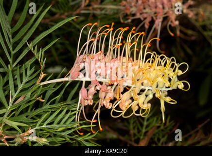 Fleur rose et jaune et vert foliageof Grevillea arbuste indigène australienne 'Pêche' sur fond sombre Banque D'Images