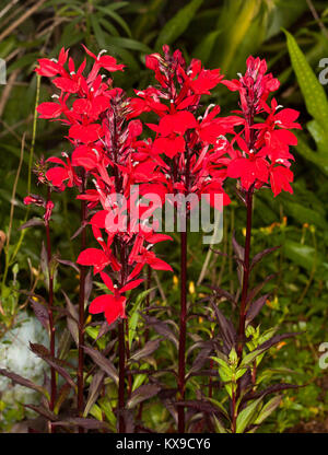 De superbes fleurs rouge vif de plante vivace, Lobelia x speciosa 'Starship' Banque D'Images