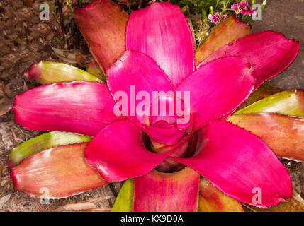 Le bromélia, Neoregelia 'passion' avec des feuilles rouge / rose profond Banque D'Images