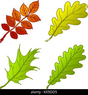 Les feuilles des plantes, set Illustration de Vecteur