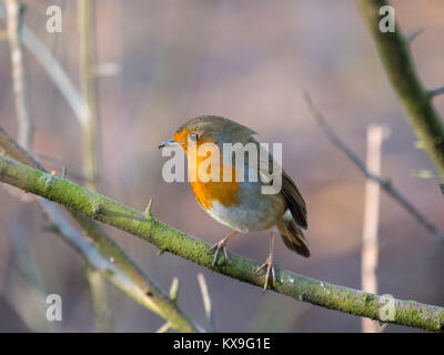 Robin européen assis sur une branche dans un parc de Manchester, UK sur un froid matin d'hiver Banque D'Images