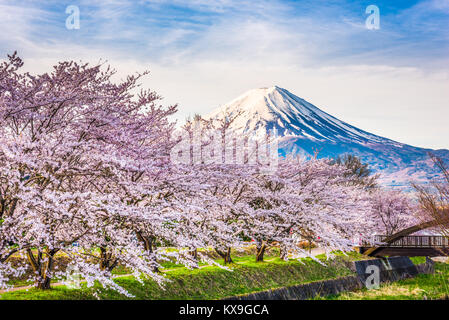 Mt Fuji Japon. au printemps à partir de la rive du lac Kawaguchi. Banque D'Images