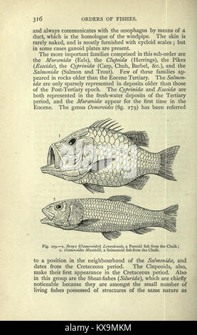Une page d'un manuel étudiant de paléontologie, page 316, montrant le contenu éducatif sur les fossiles et la vie ancienne pour l'étude et la recherche. Banque D'Images