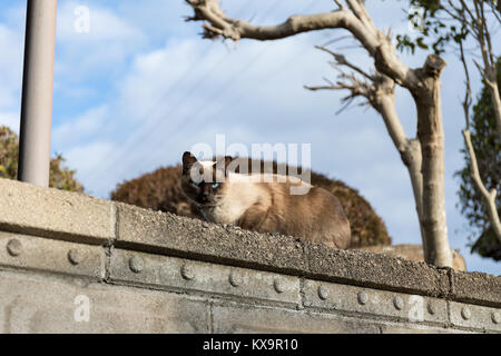 Chat sur un mur, Fukuyama, Préfecture de Hiroshima, Japon Banque D'Images