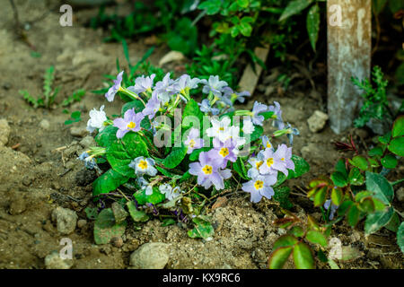 Blooming Violet Blanc sur le sol au printemps. Close up shot. Banque D'Images