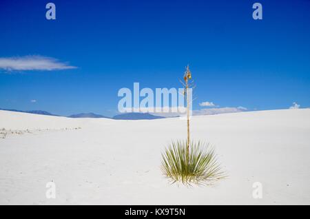 Dans la vie de l'usine White Sands national monument nouveau mexique USA Banque D'Images