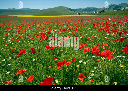 Floraison de coquelicots rouges (Papaver rhoeas) à Castelluccio di Norcia, Pian Grande, Parc National des Monts Sibyllins, Ombrie, Italie Banque D'Images