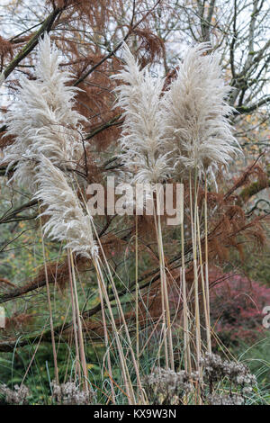 Gros plan sur l'herbe de Pampas (Cortaderia selloana) en croissance en Angleterre, au Royaume-Uni Banque D'Images