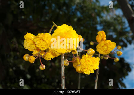 Le coton de soie jaune à fleurs jardin tropical en Thaïlande. Banque D'Images