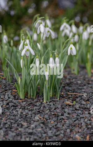 Genre Galanthus sont vivaces bulbeuses naines ou linéaire avec feuilles en forme de bracelet, et solitaire, souvent parfumée au miel, fleurs penchées, avec 3 extra-blanc Banque D'Images