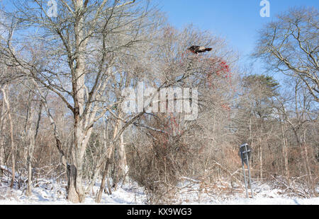 Une grande Turquie dans un arbre de manger les fruits rouges à Sag Harbor ny Banque D'Images