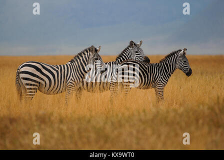 La TANZANIE, Nationalpark Ngorongoro Crater près d'Arusha , Zebra Banque D'Images